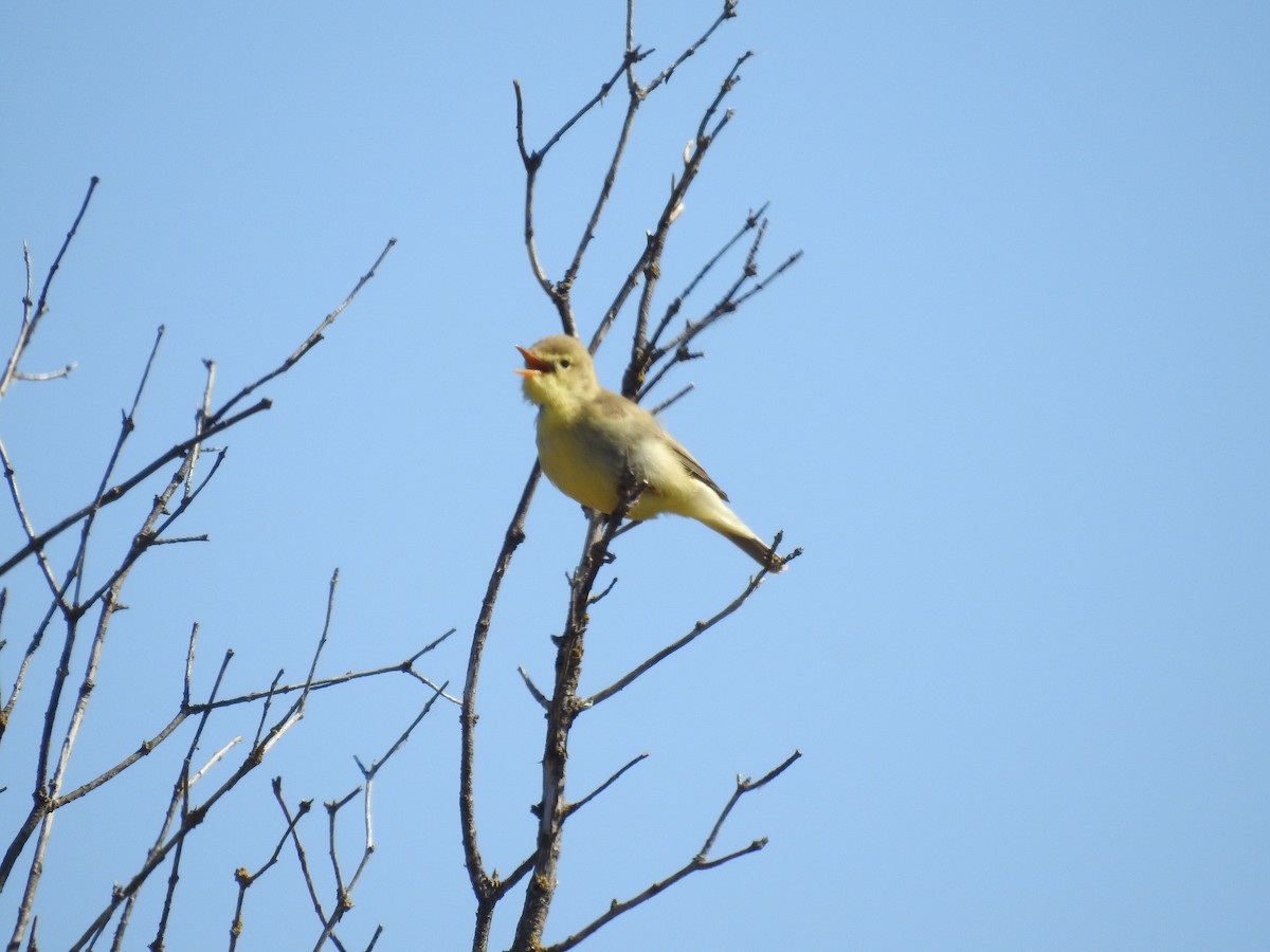 Melodious Warbler - ML618657032