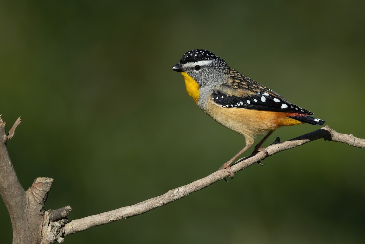 Spotted Pardalote - ML618657110
