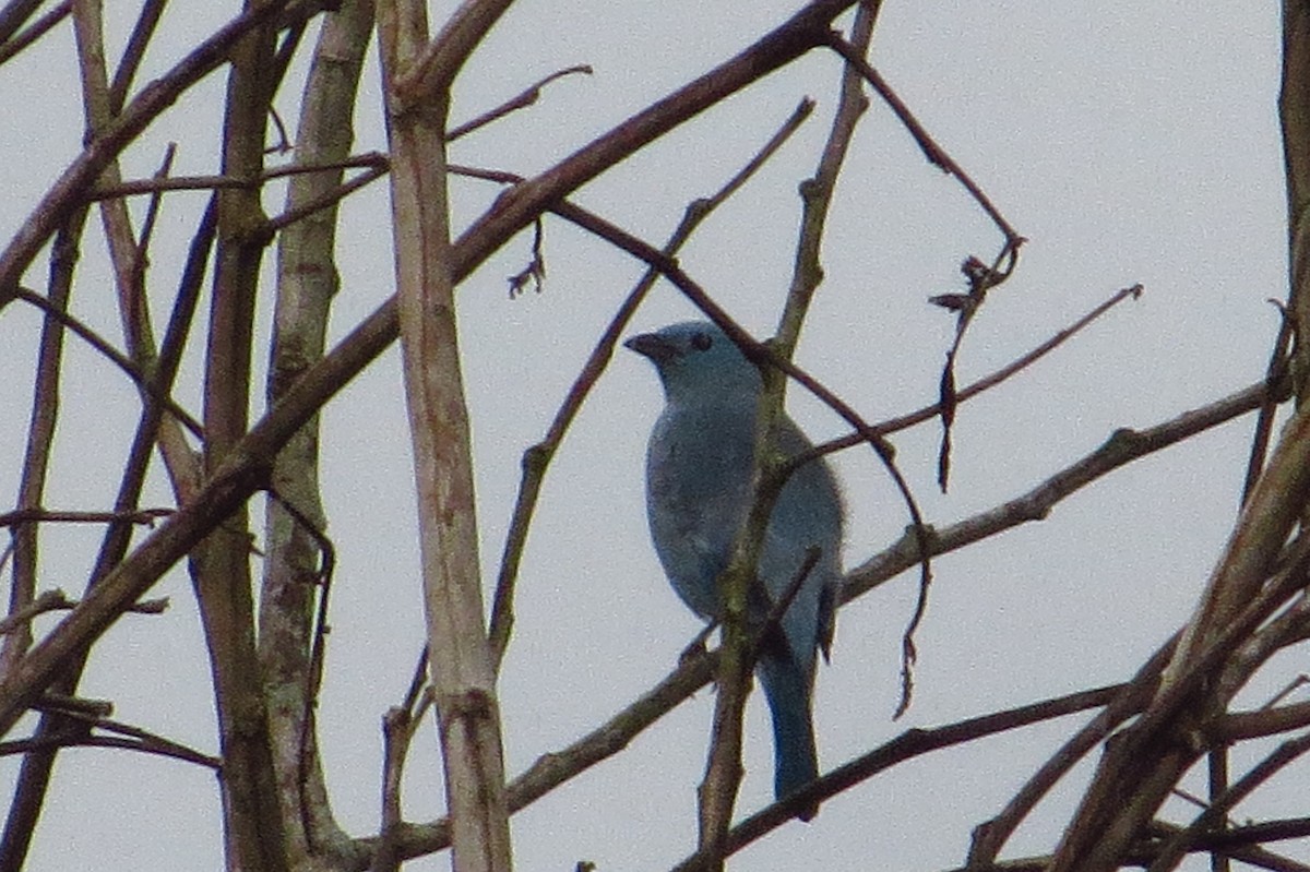 Blue-gray Tanager - ML618657116