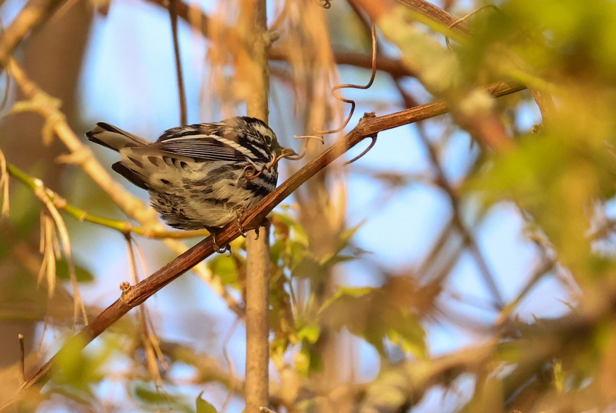 Black-and-white Warbler - ML618657126