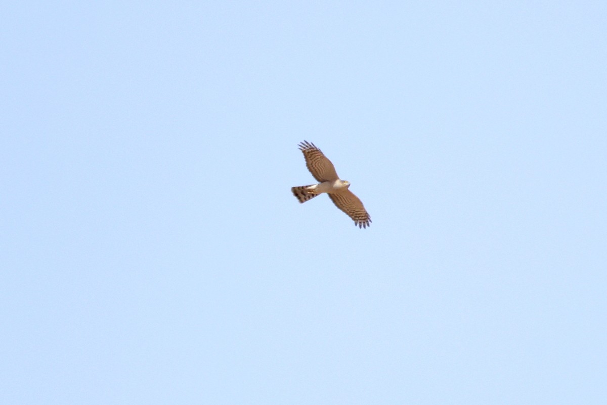Eurasian Sparrowhawk - ML618657169