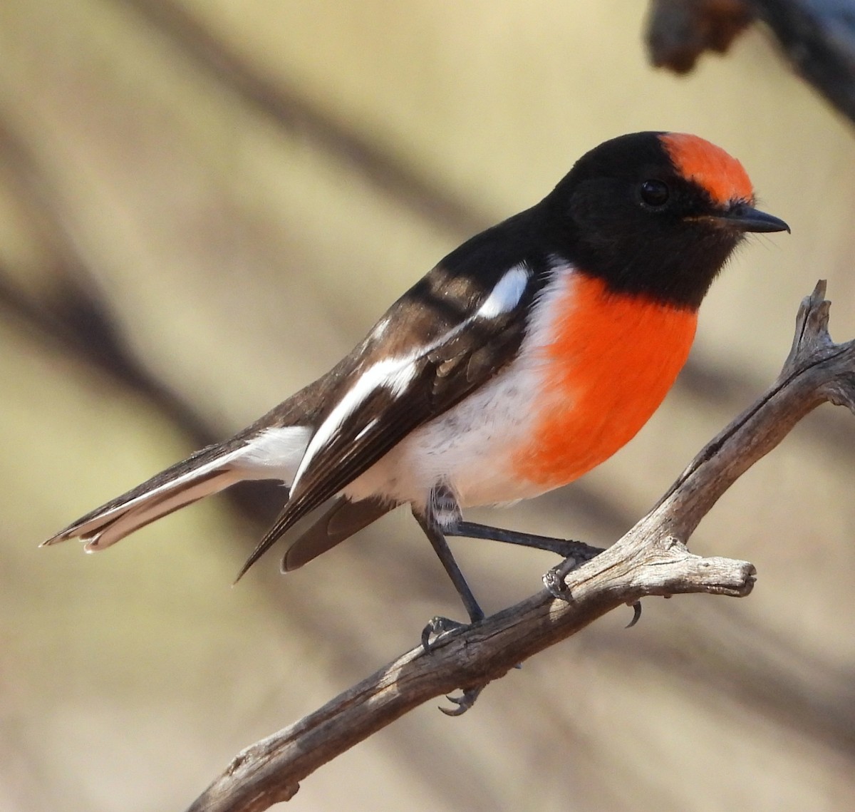 Red-capped Robin - ML618657183