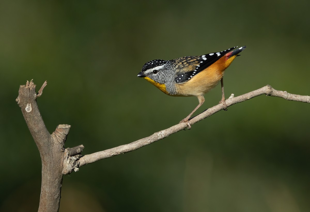 Spotted Pardalote - ML618657249