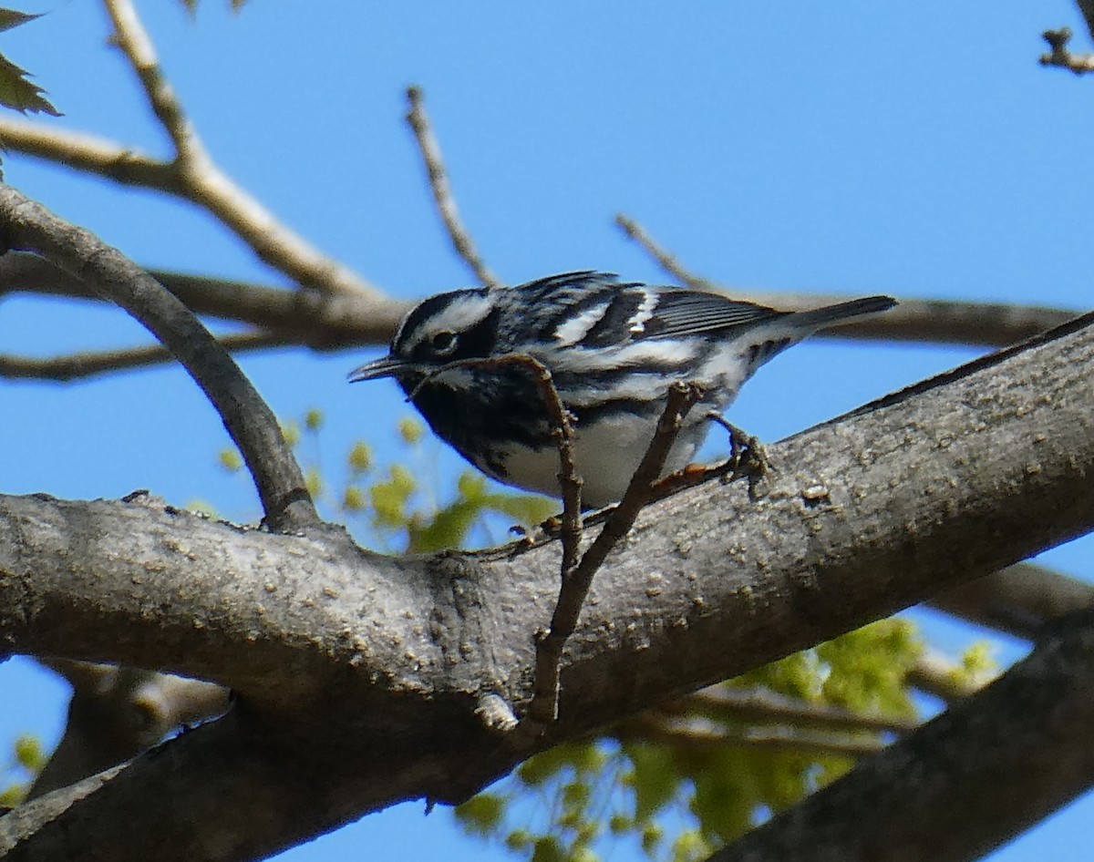Black-and-white Warbler - ML618657268