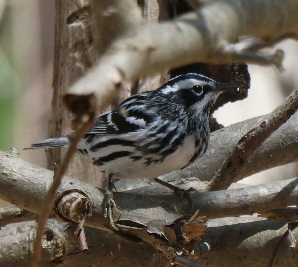 Black-and-white Warbler - ML618657269