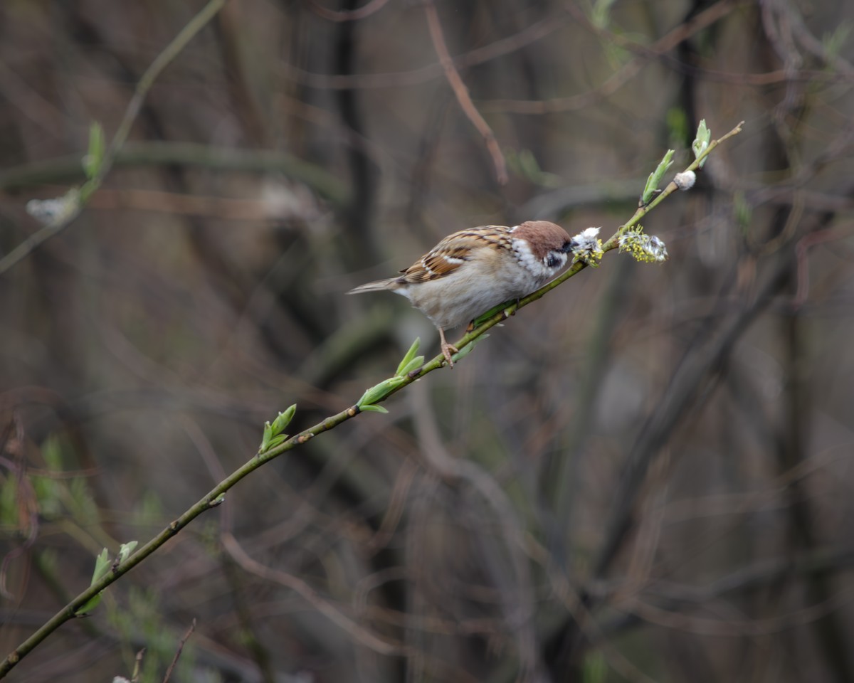 Eurasian Tree Sparrow - ML618657271
