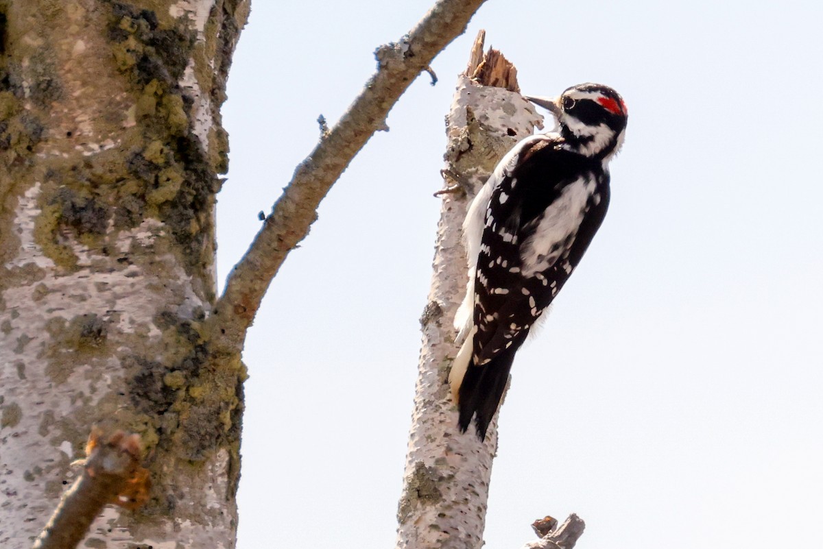 Hairy Woodpecker - Ian Somerville