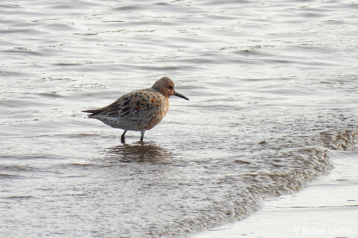 Red Knot - ML618657352