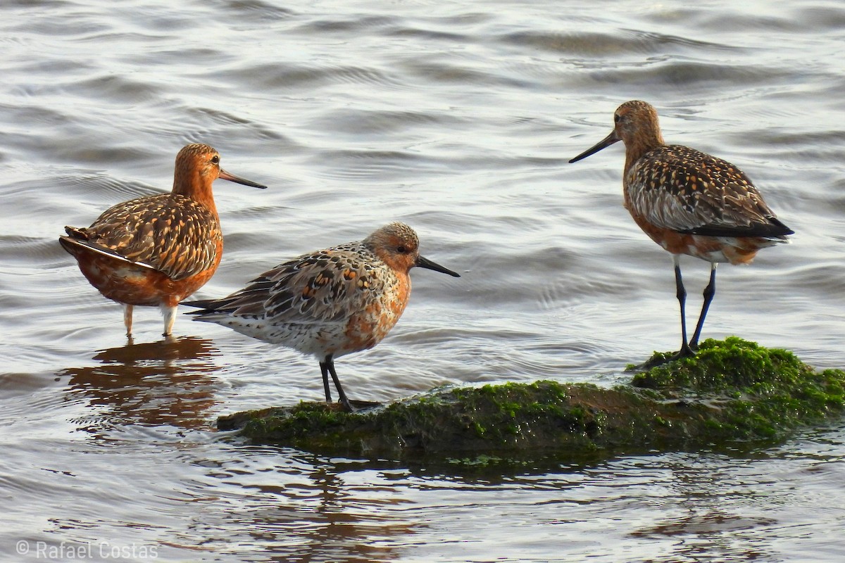 Red Knot - ML618657353