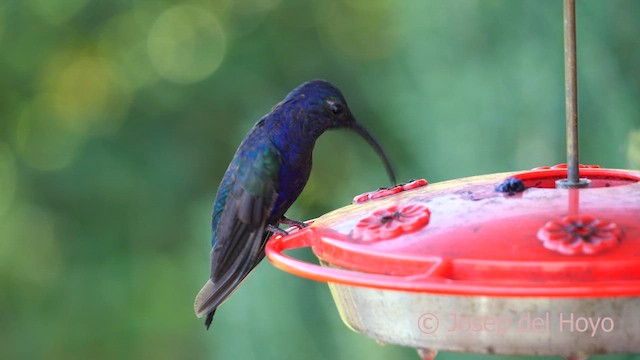 kolibřík fialkový - ML618657356