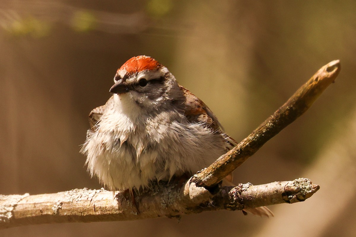 Chipping Sparrow - ML618657402