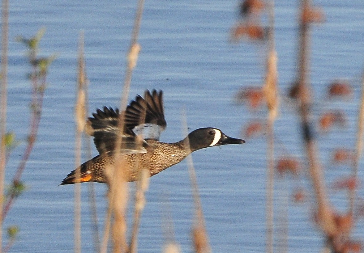 Blue-winged Teal - ML618657418