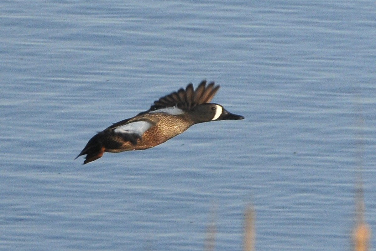 Blue-winged Teal - ML618657420