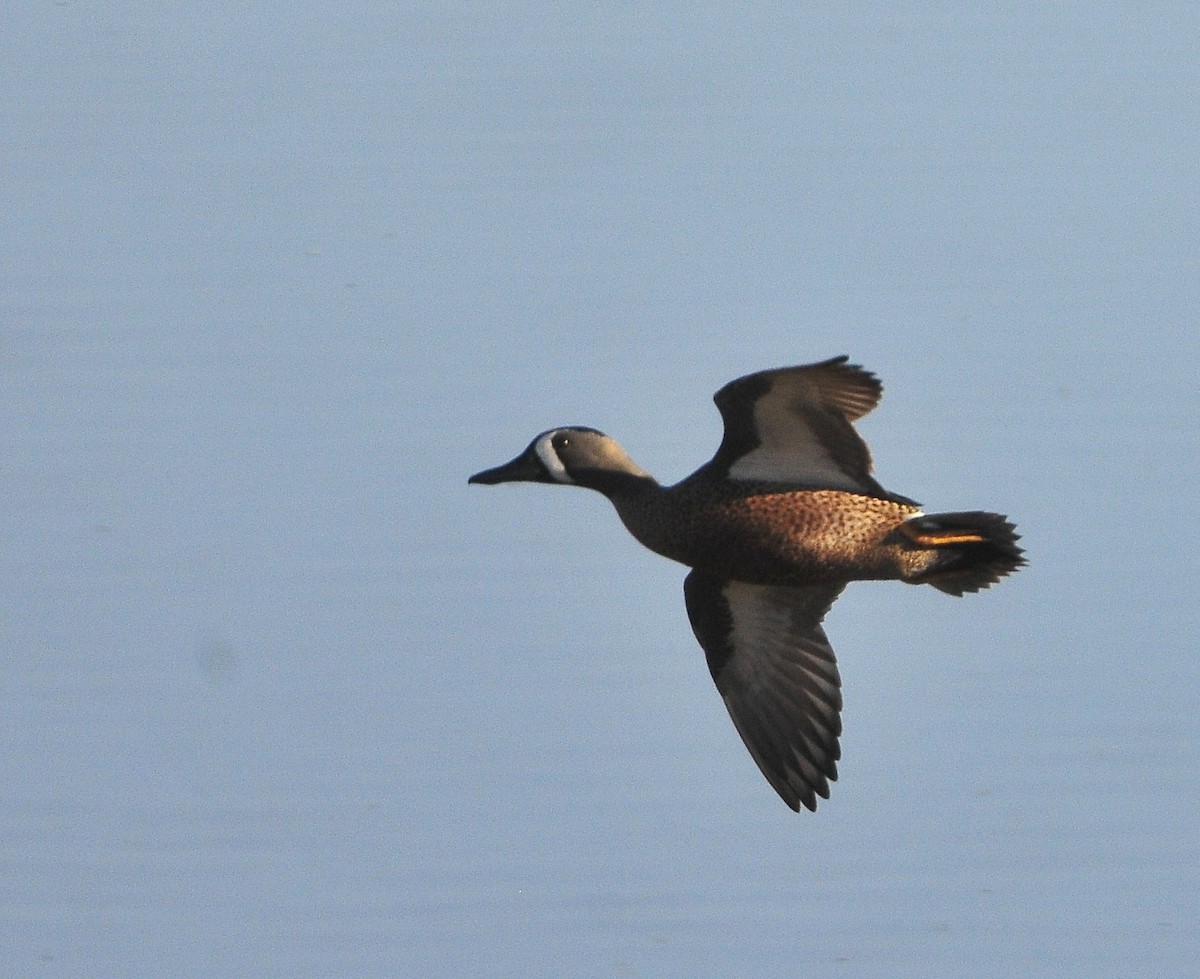 Blue-winged Teal - ML618657424