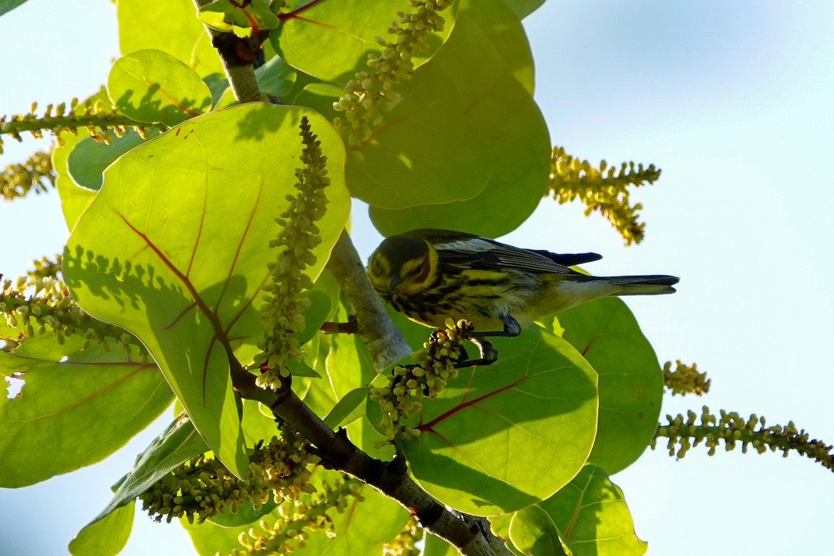Cape May Warbler - ML618657433