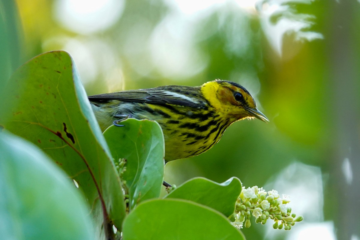 Cape May Warbler - ML618657435