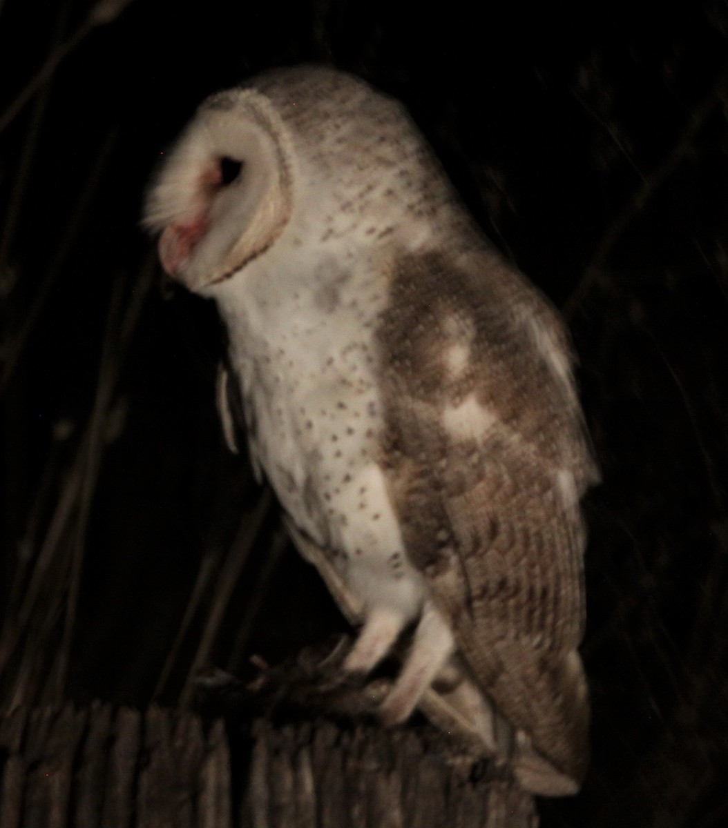 Barn Owl - Richard Shirky