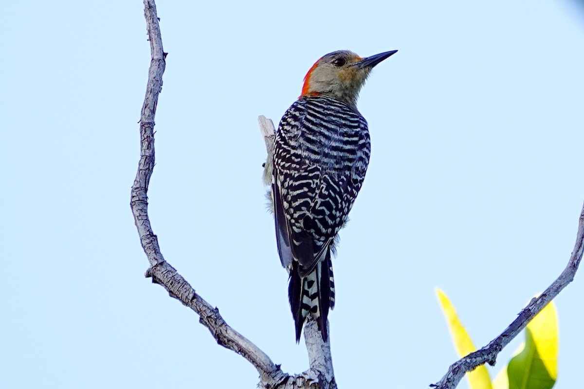 Red-bellied Woodpecker - ML618657462