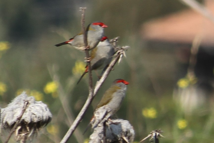 Red-browed Firetail - ML618657559