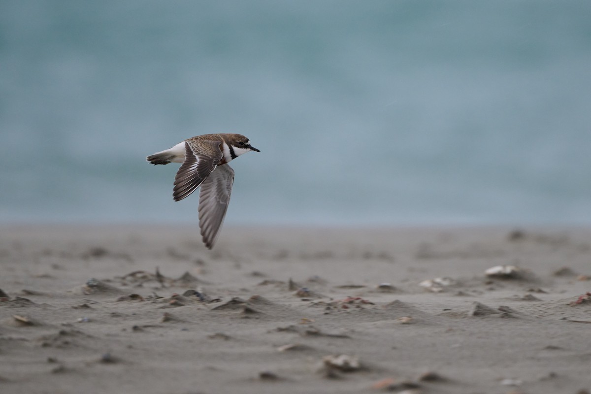 Double-banded Plover - ML618657564