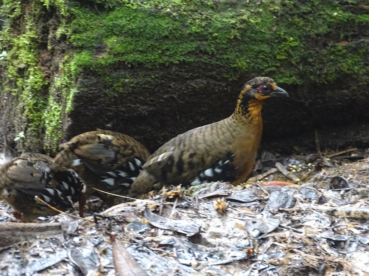 Red-breasted Partridge - ML618657571