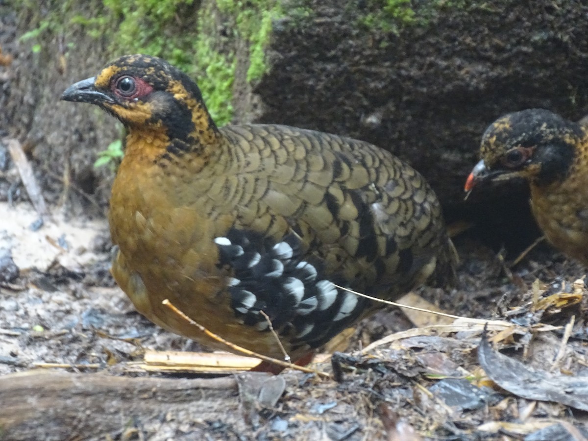 Red-breasted Partridge - ML618657573