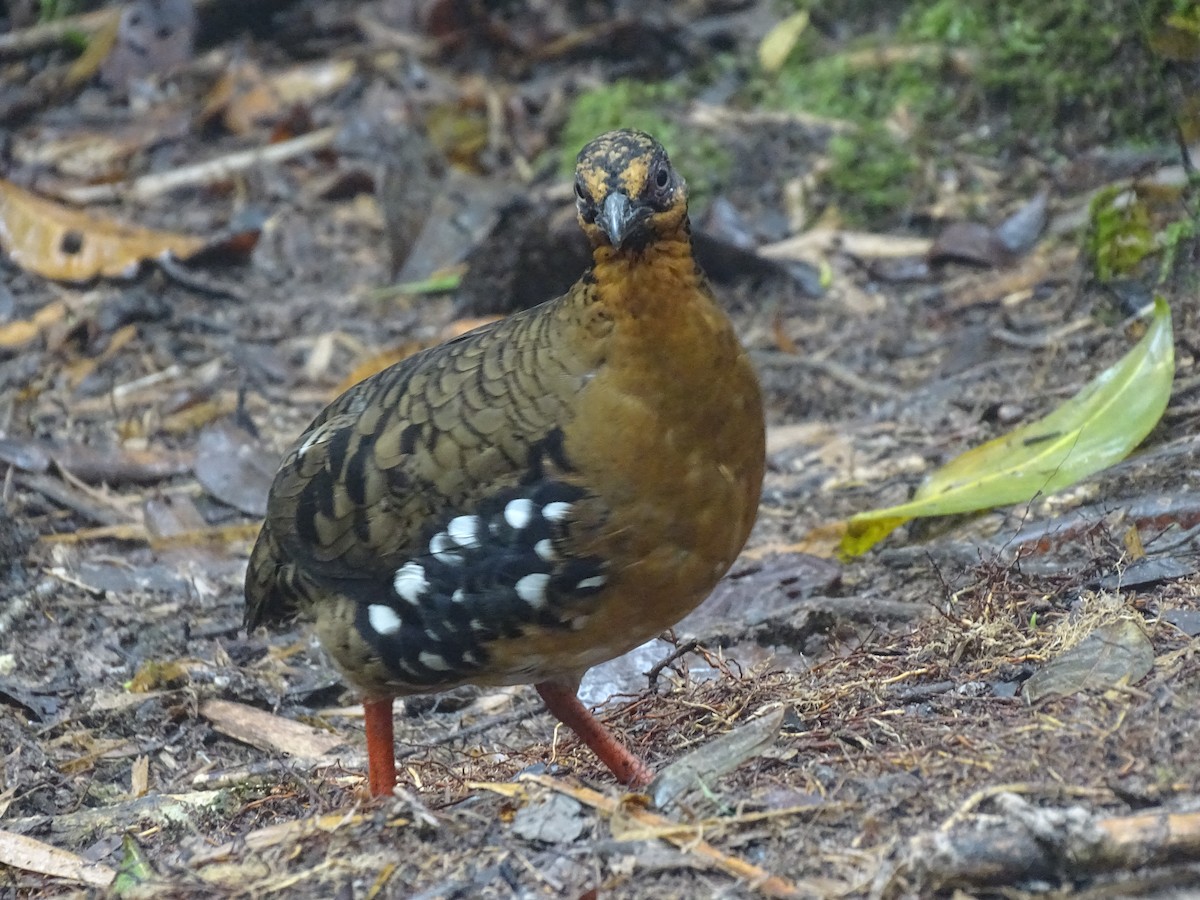Red-breasted Partridge - ML618657576