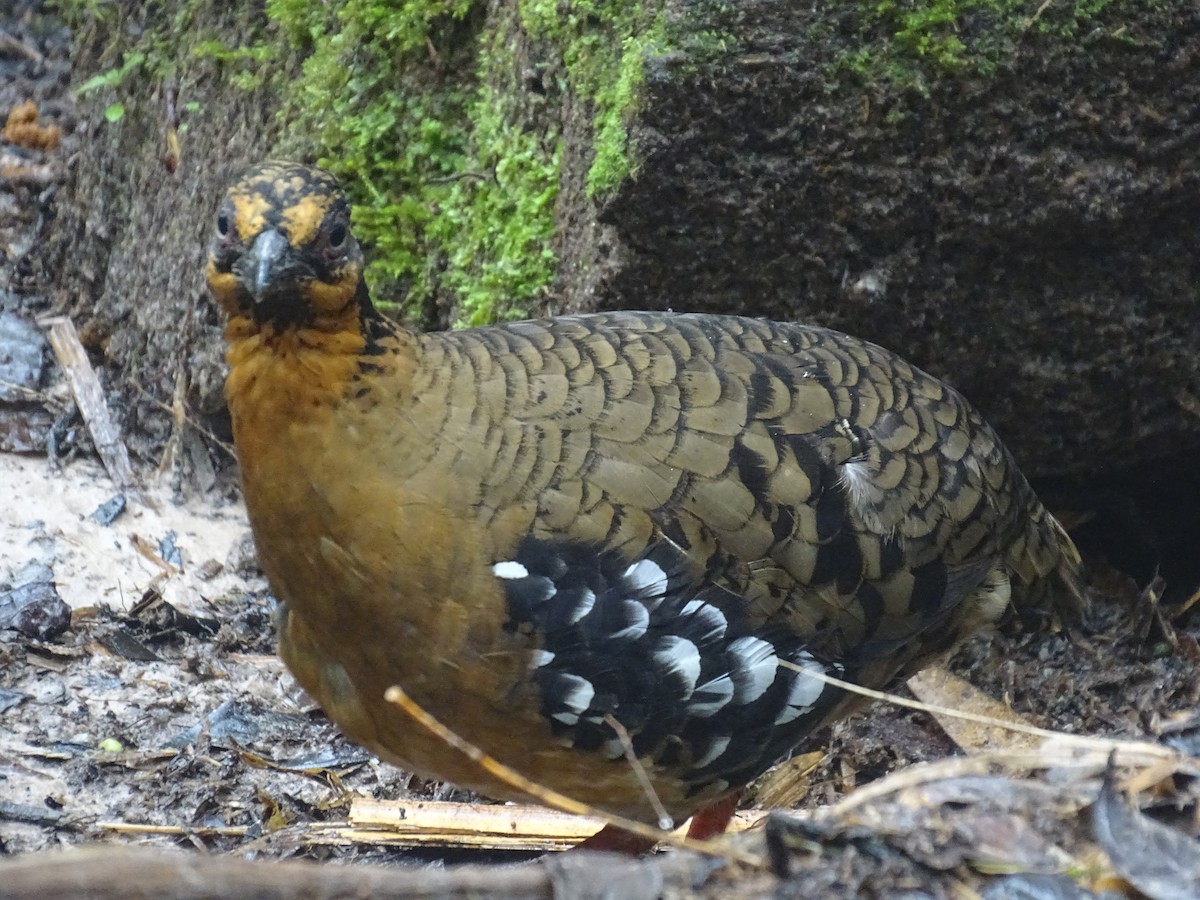 Red-breasted Partridge - ML618657578