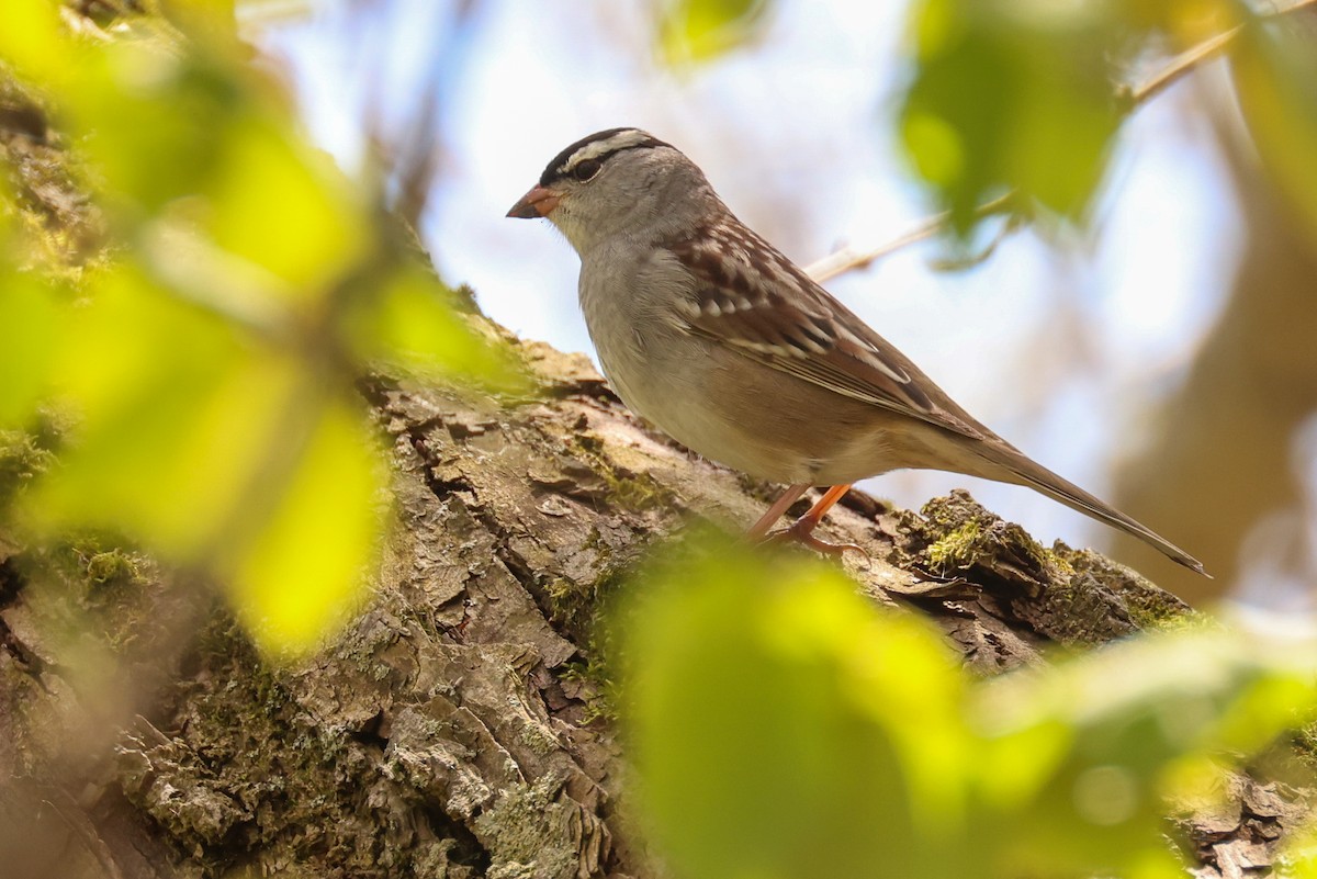 White-crowned Sparrow - ML618657589