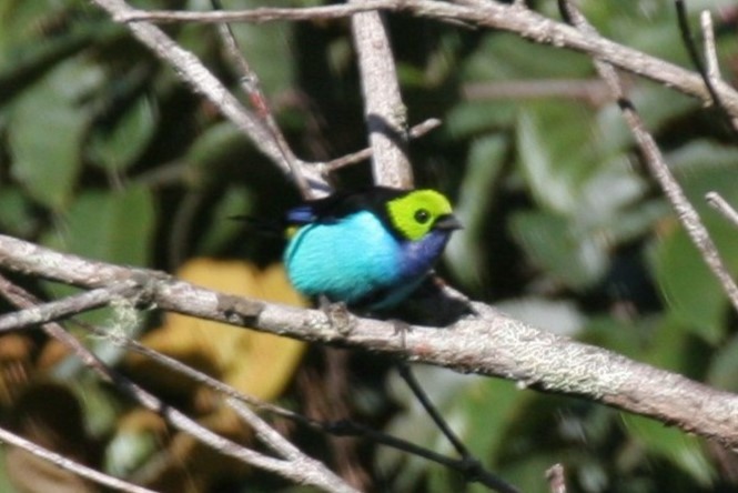 Paradise Tanager - ML618657594
