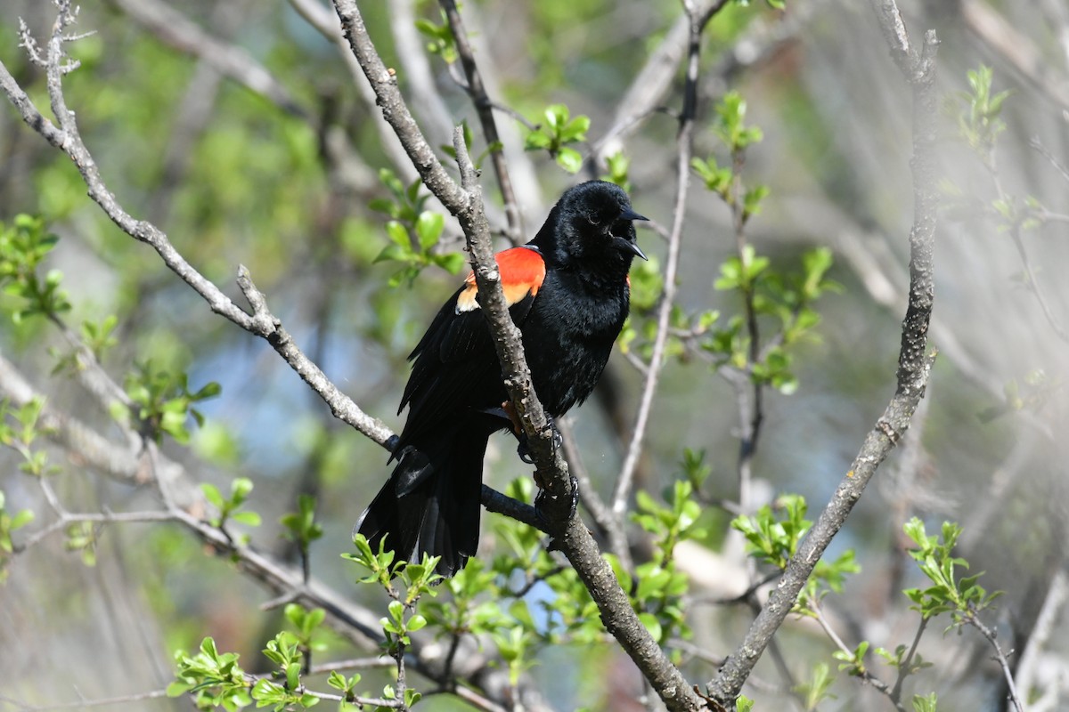 Red-winged Blackbird - ML618657613