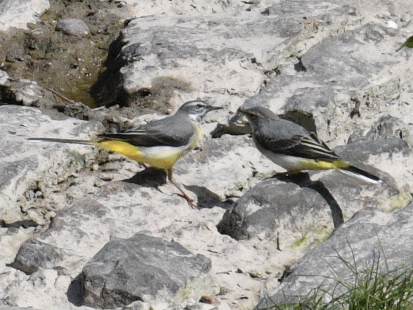 Gray Wagtail - don mcgregor