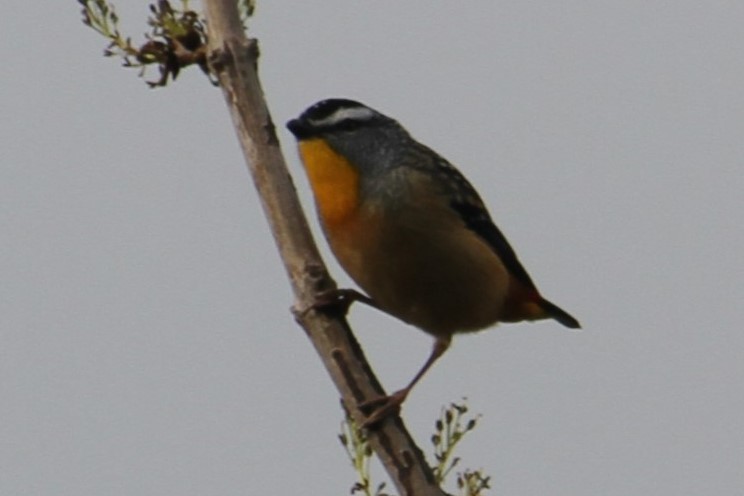 Spotted Pardalote - ML618657635