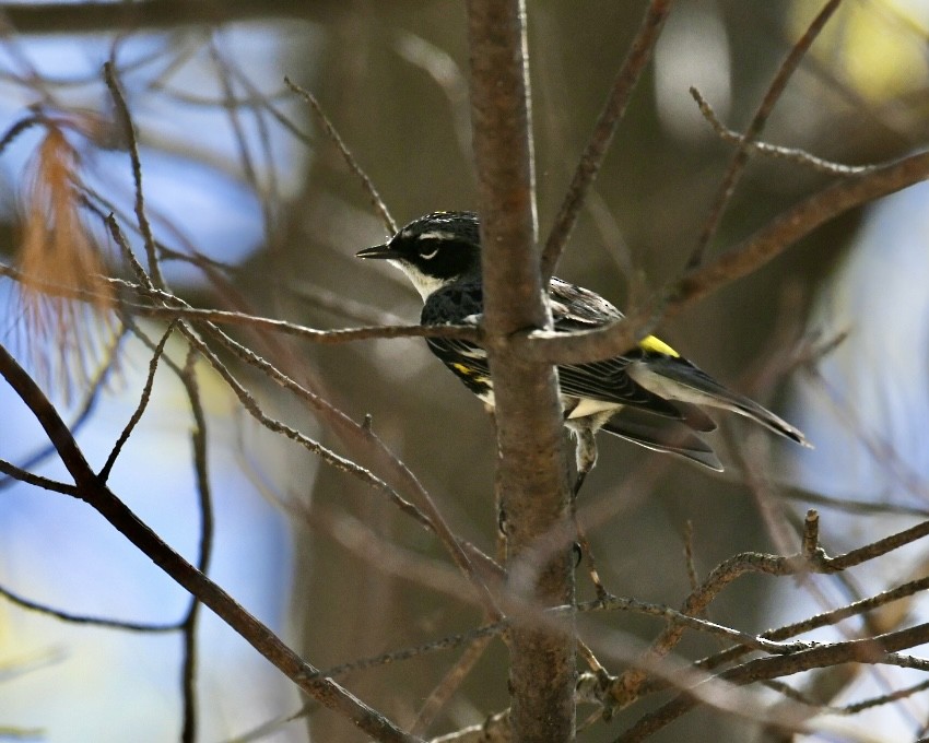 Yellow-rumped Warbler (Myrtle) - ML618657664