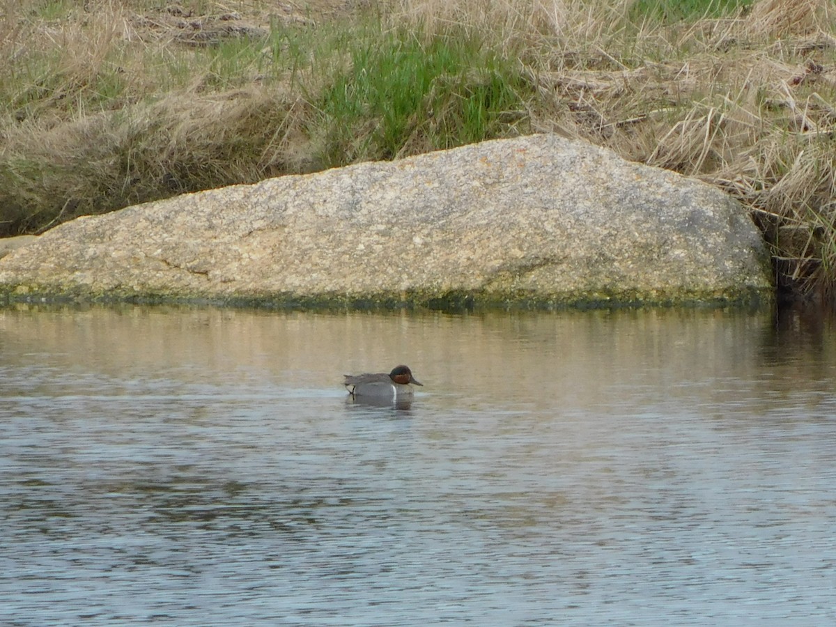 Green-winged Teal - ML618657670