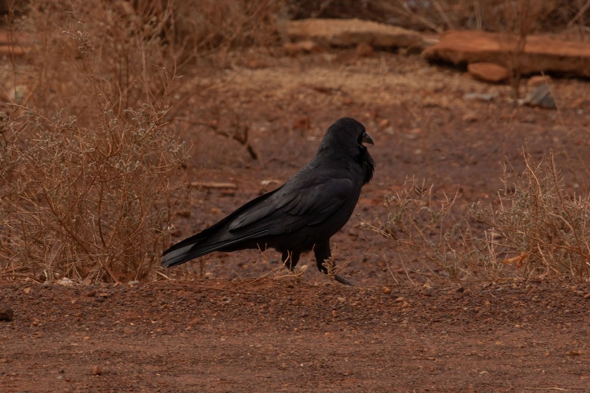 Australian Raven - ML618657709