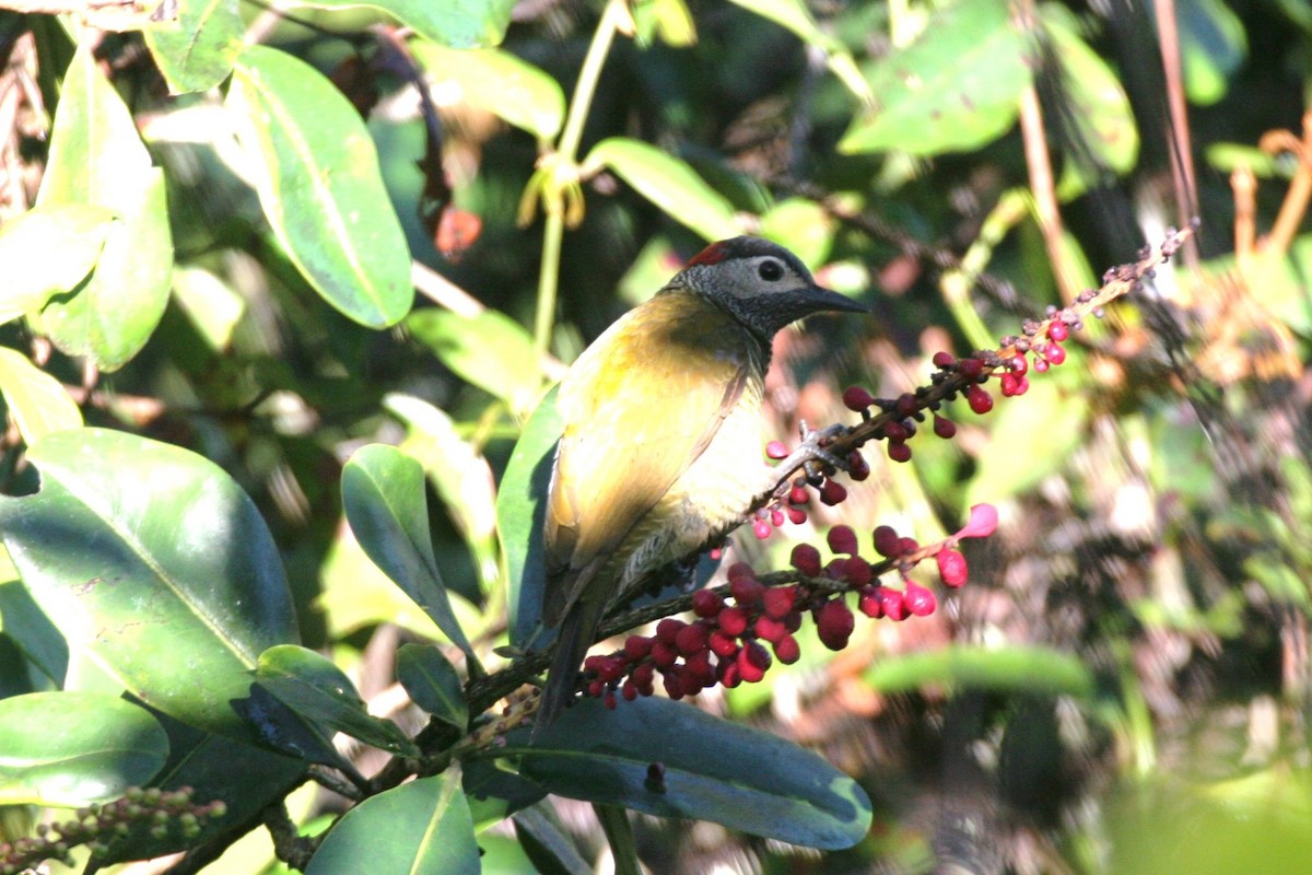 Golden-olive Woodpecker - Clyde Blum