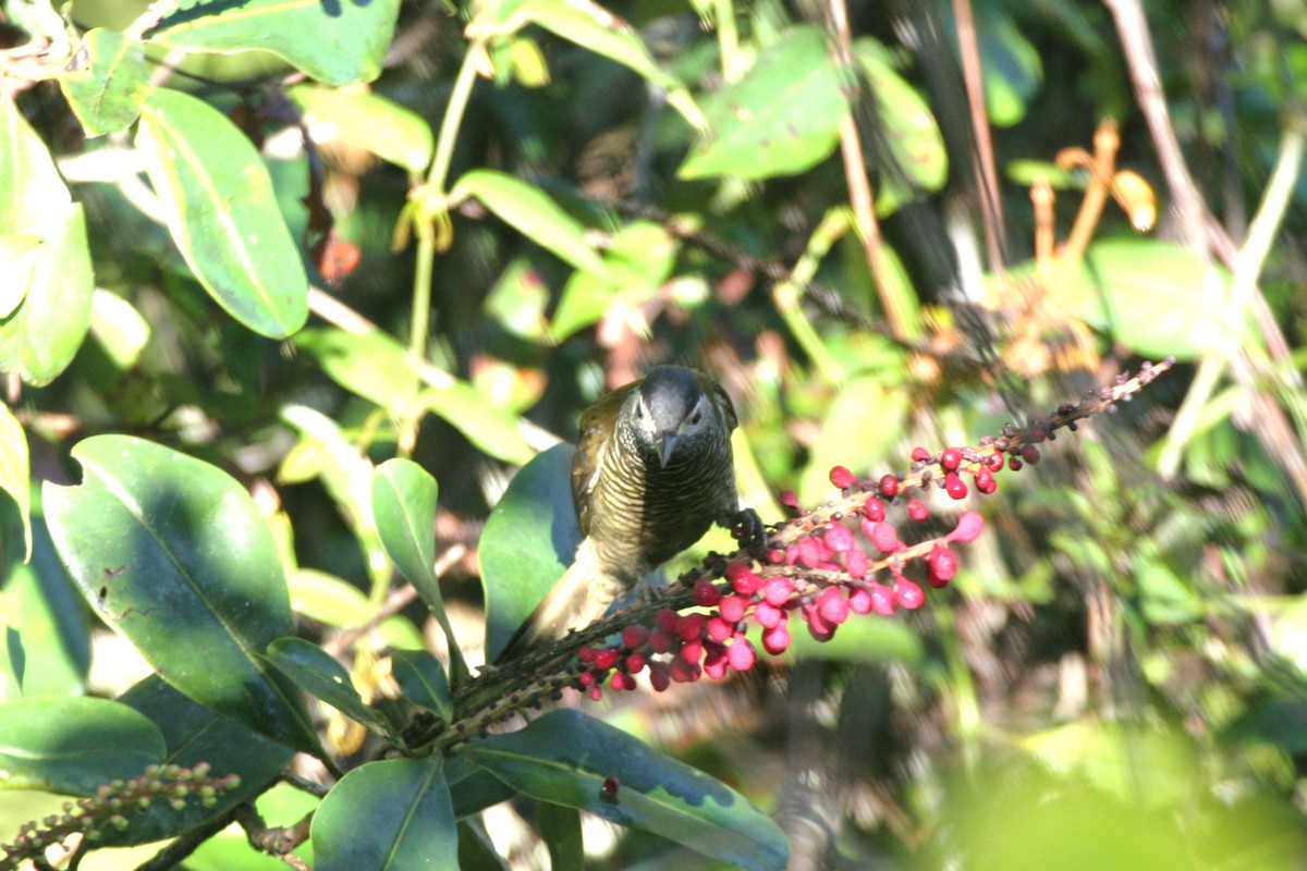 Golden-olive Woodpecker - ML618657725