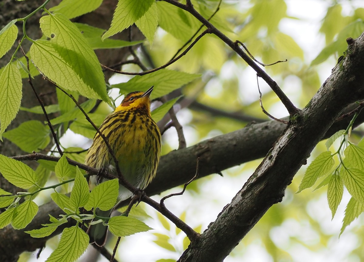 Cape May Warbler - ML618657745