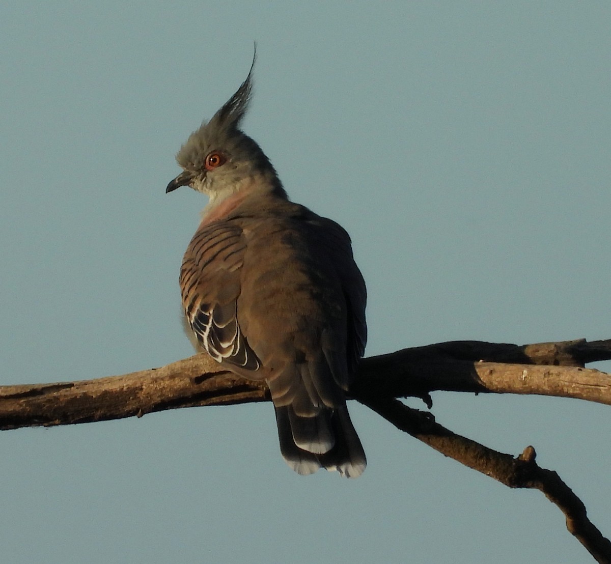 Crested Pigeon - ML618657896