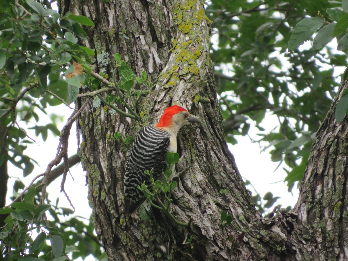 Red-bellied Woodpecker - Ted Drozdowski