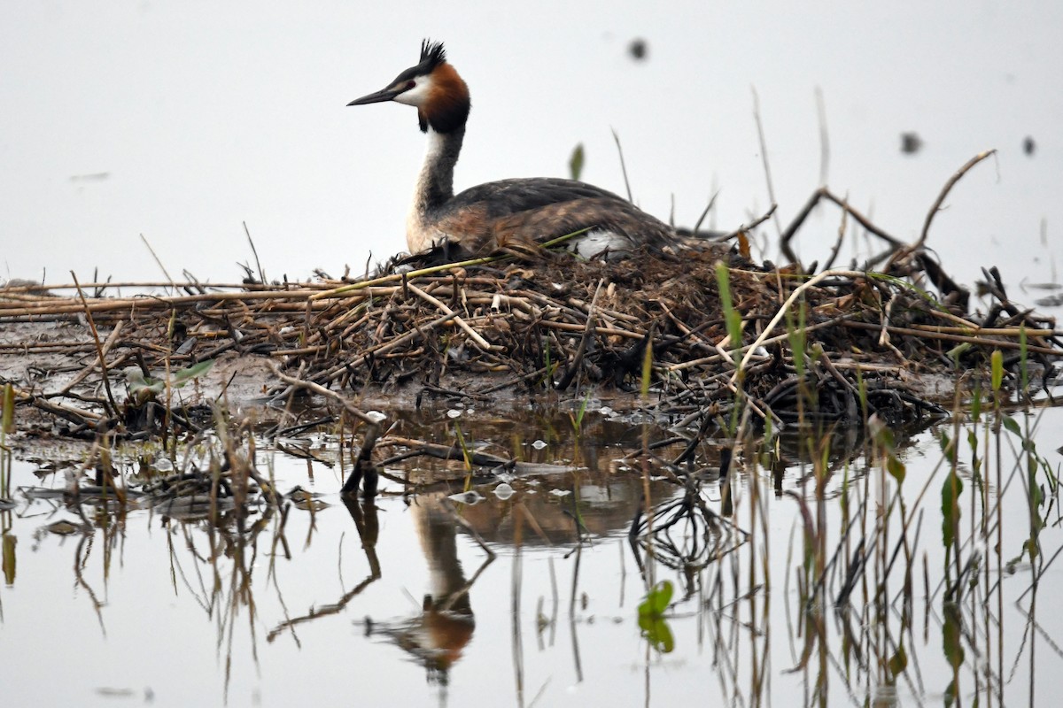 Great Crested Grebe - ML618657923