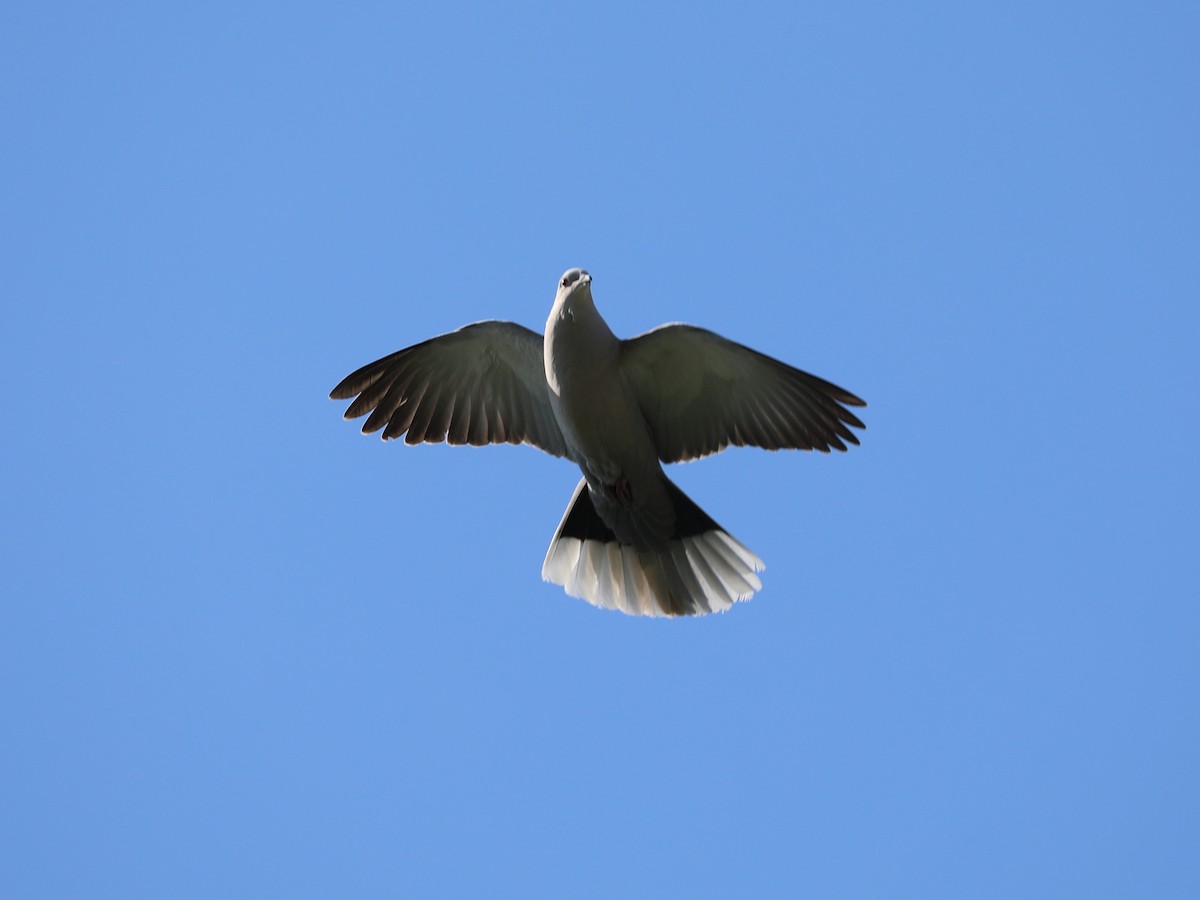 Eurasian Collared-Dove - ML618658000