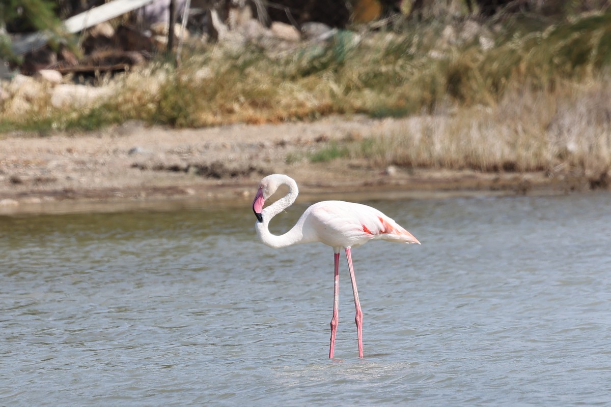 Greater Flamingo - ML618658043