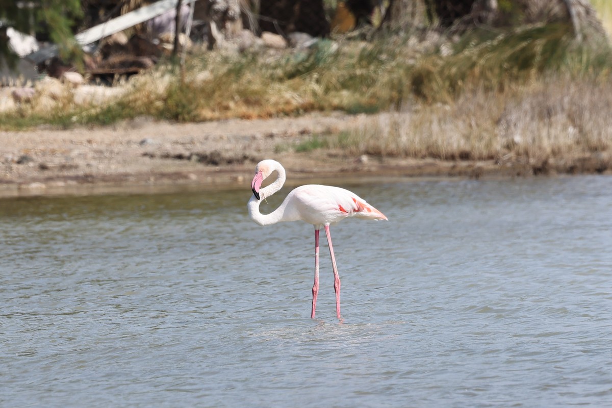 Greater Flamingo - ML618658045