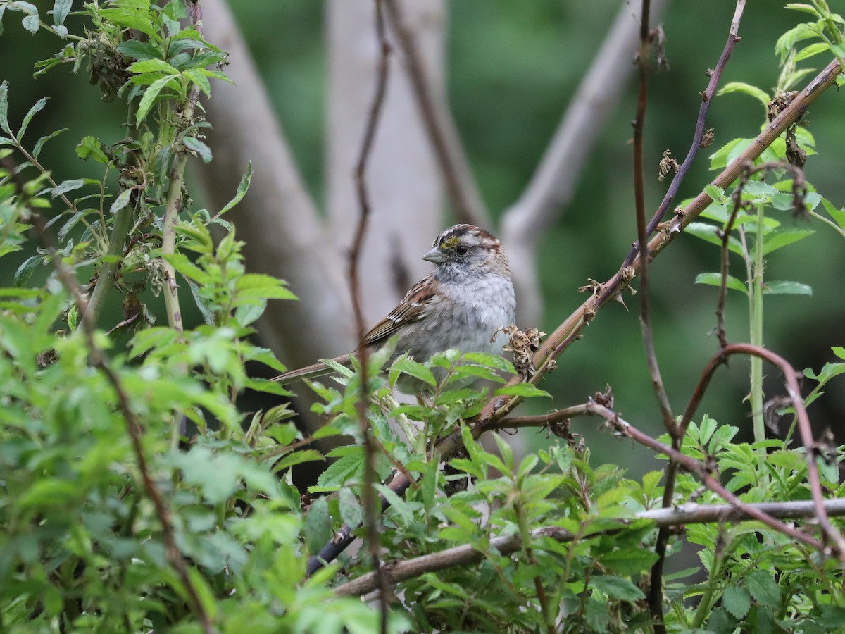 White-throated Sparrow - Daniel Hinnebusch