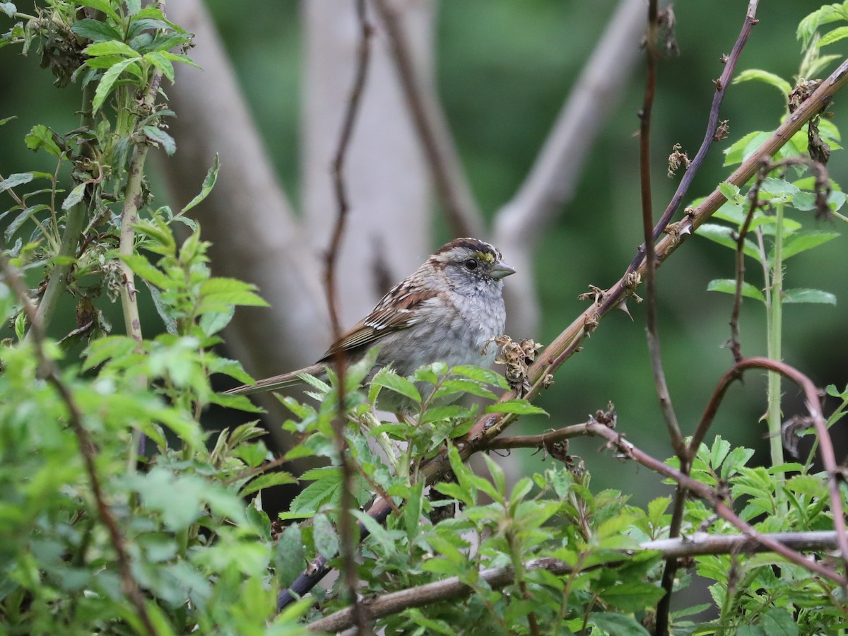White-throated Sparrow - Daniel Hinnebusch