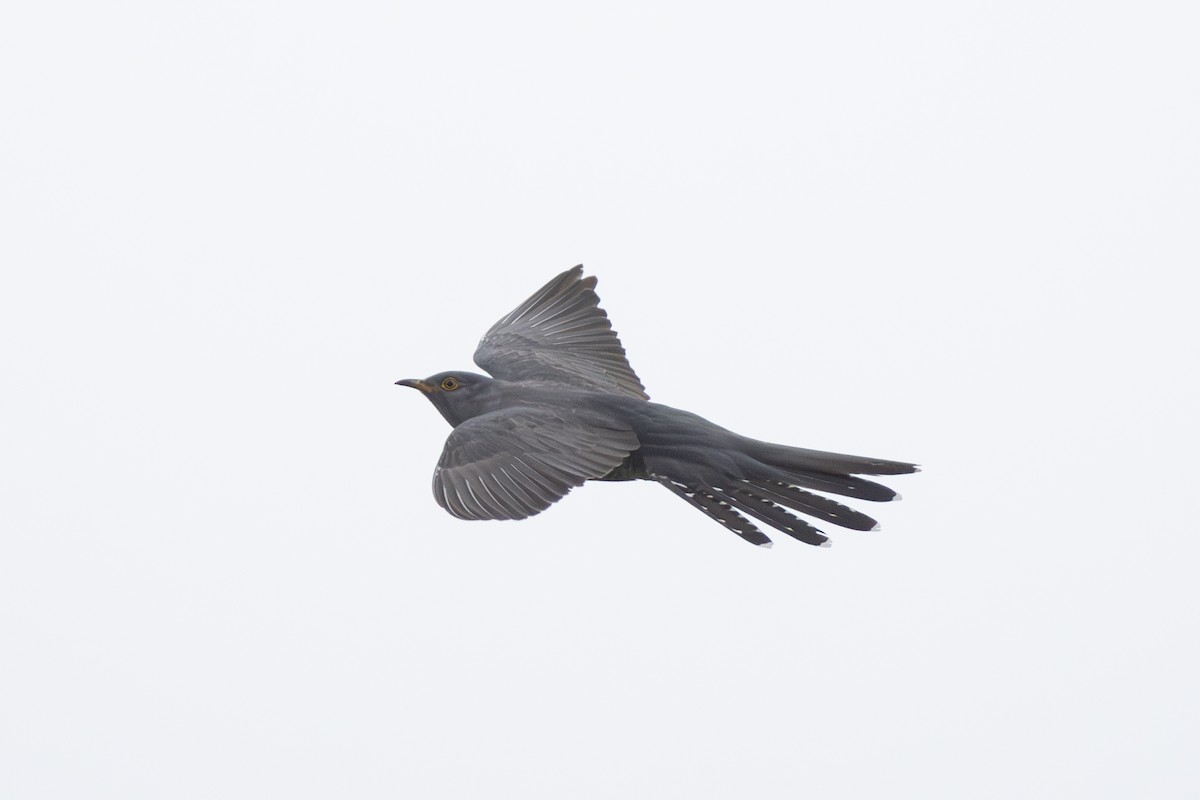 Common Cuckoo - ML618658083