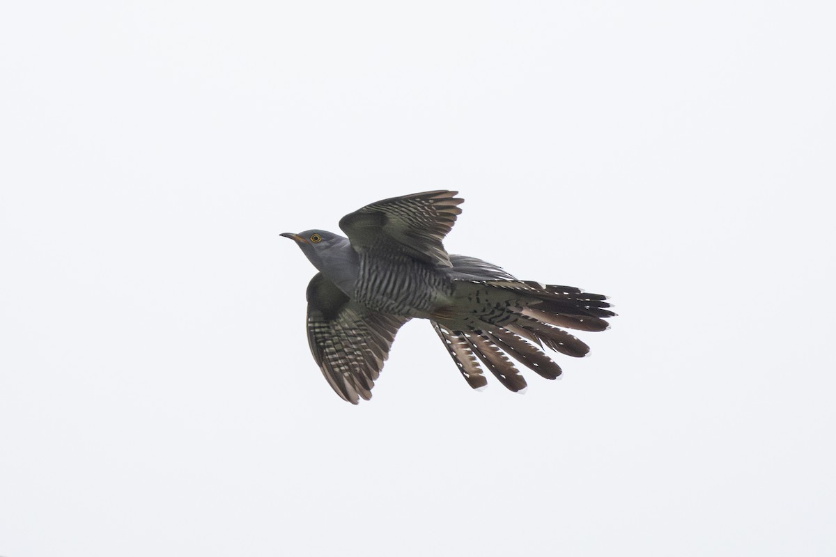 Common Cuckoo - ML618658084