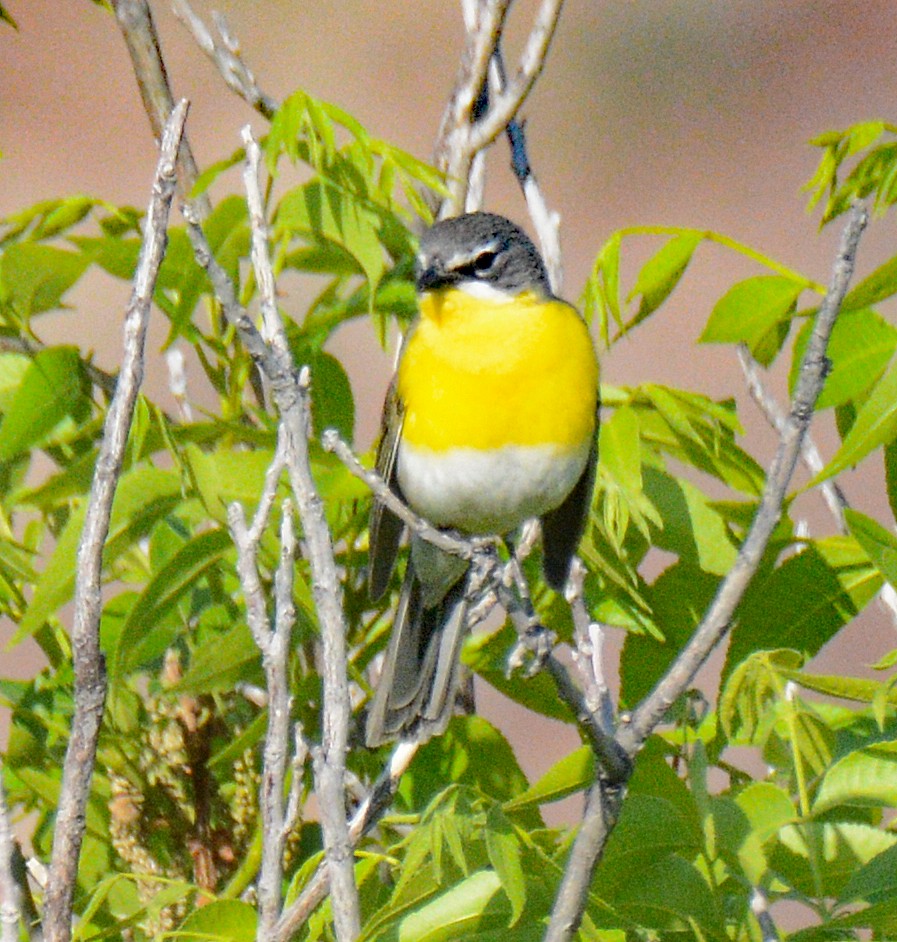 Yellow-breasted Chat - ML618658096